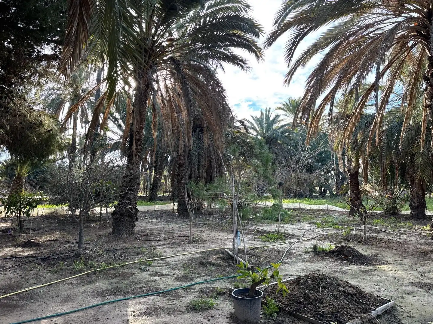 Finca rústica en venda en Elche / Elx