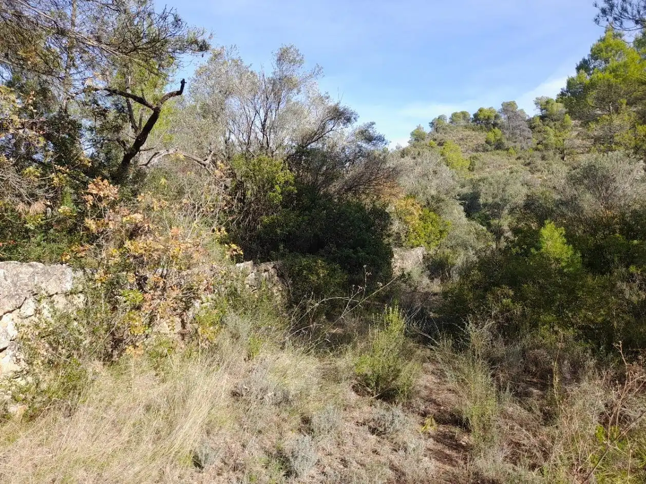 Land for sale in La Palma d'Ebre