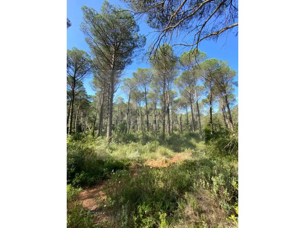 Land for sale in Pals