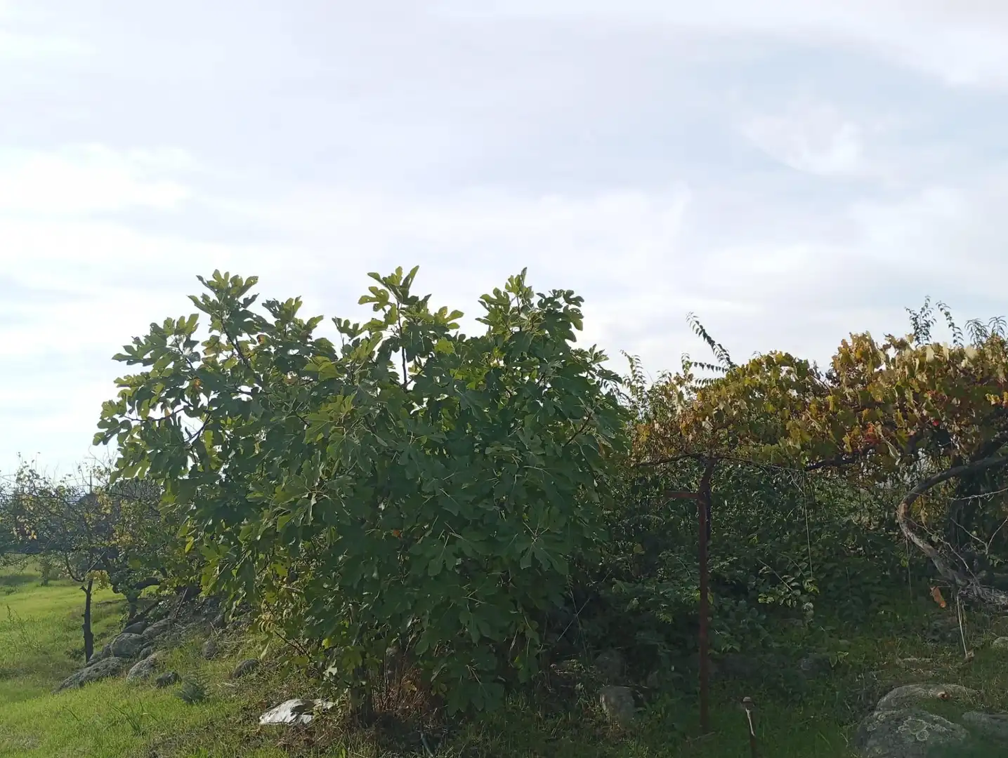 Terreni e lotti in vendita a Candeleda, imagen 2
