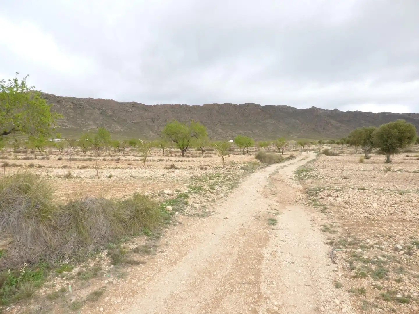 Rustikales Grundstück zum Verkauf in Jumilla, imagen 6