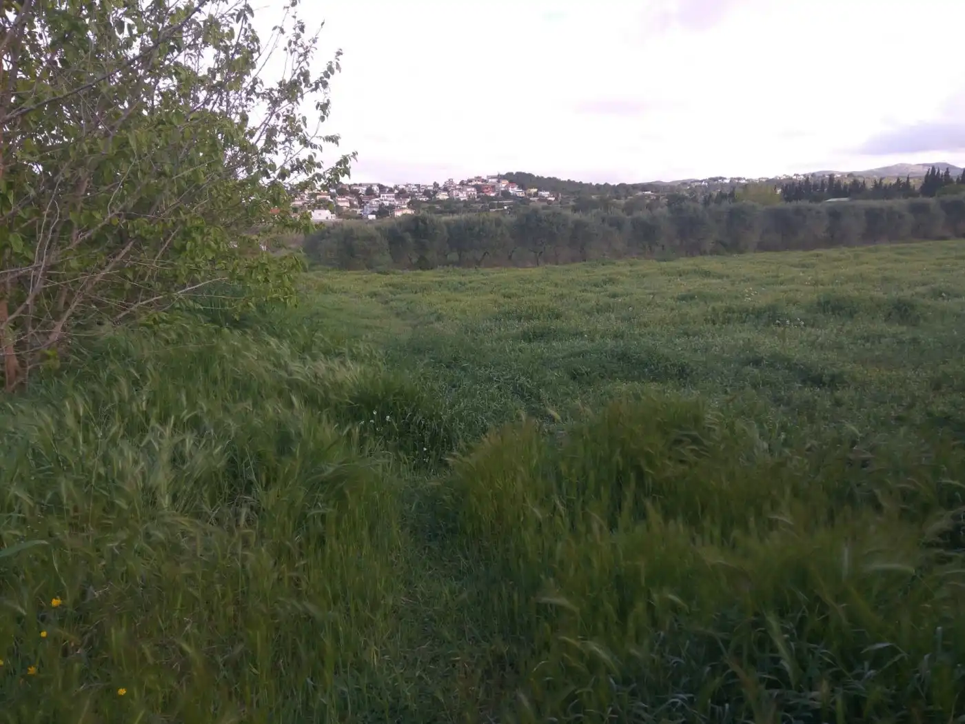 Grundstücke zum Verkauf in Santa Maria