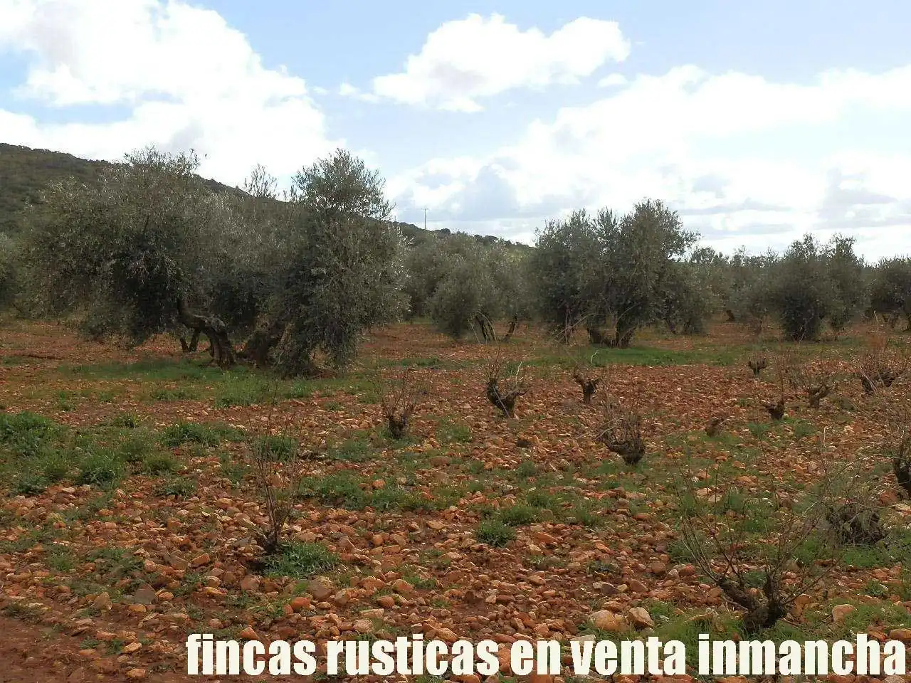 Rural land for sale in Valdepeñas, imagen 16