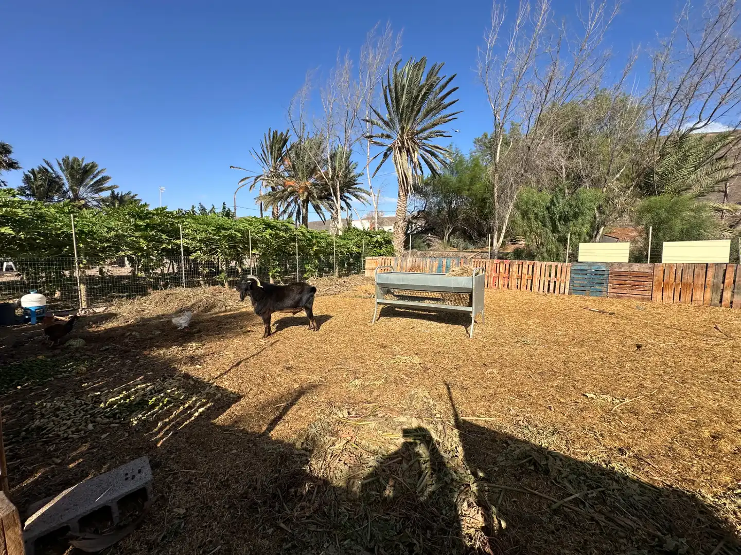 Finca rústica en venda en Pájara amb Jardí privat, Moblat i Forn