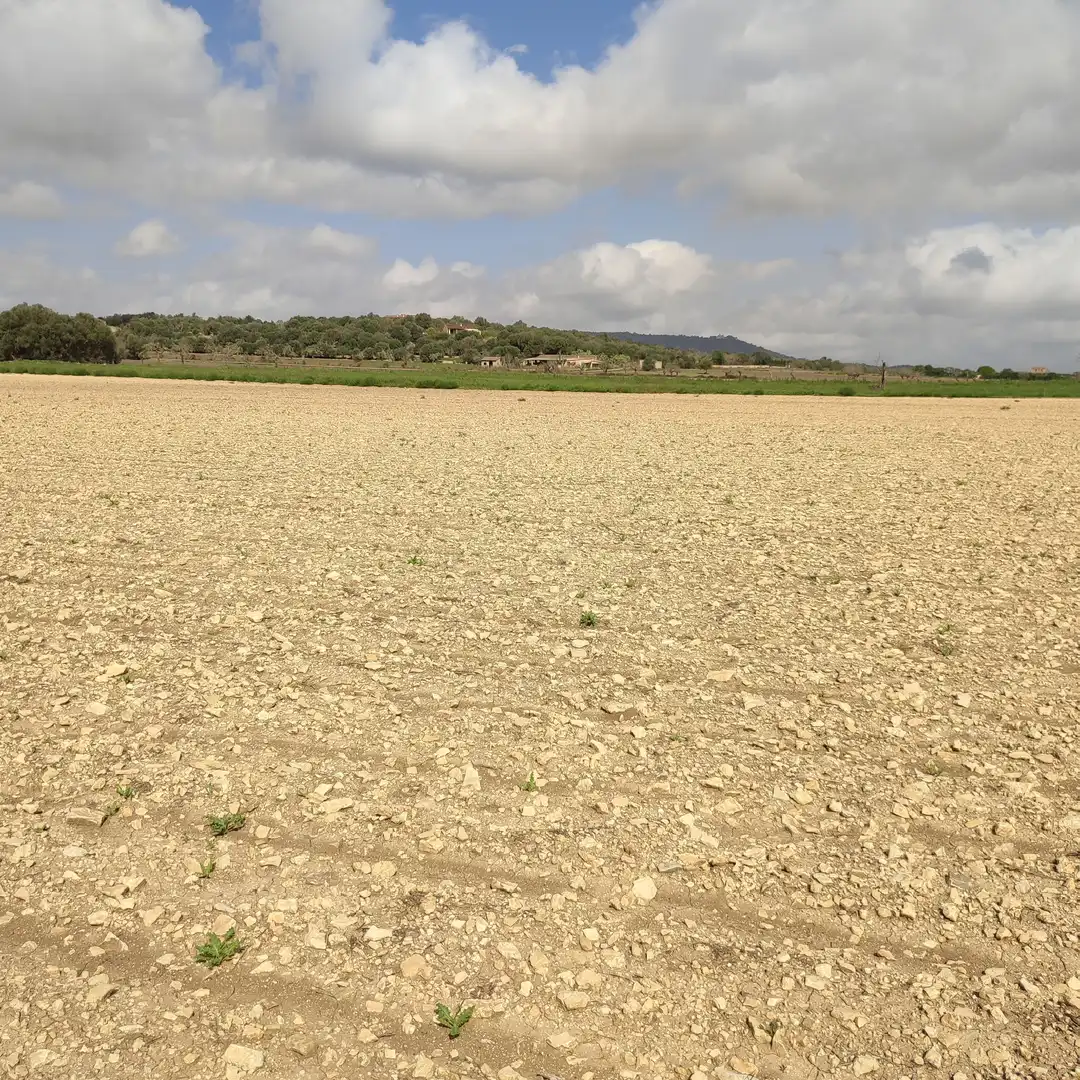Rural land for sale in Vilafranca de Bonany, imagen 7