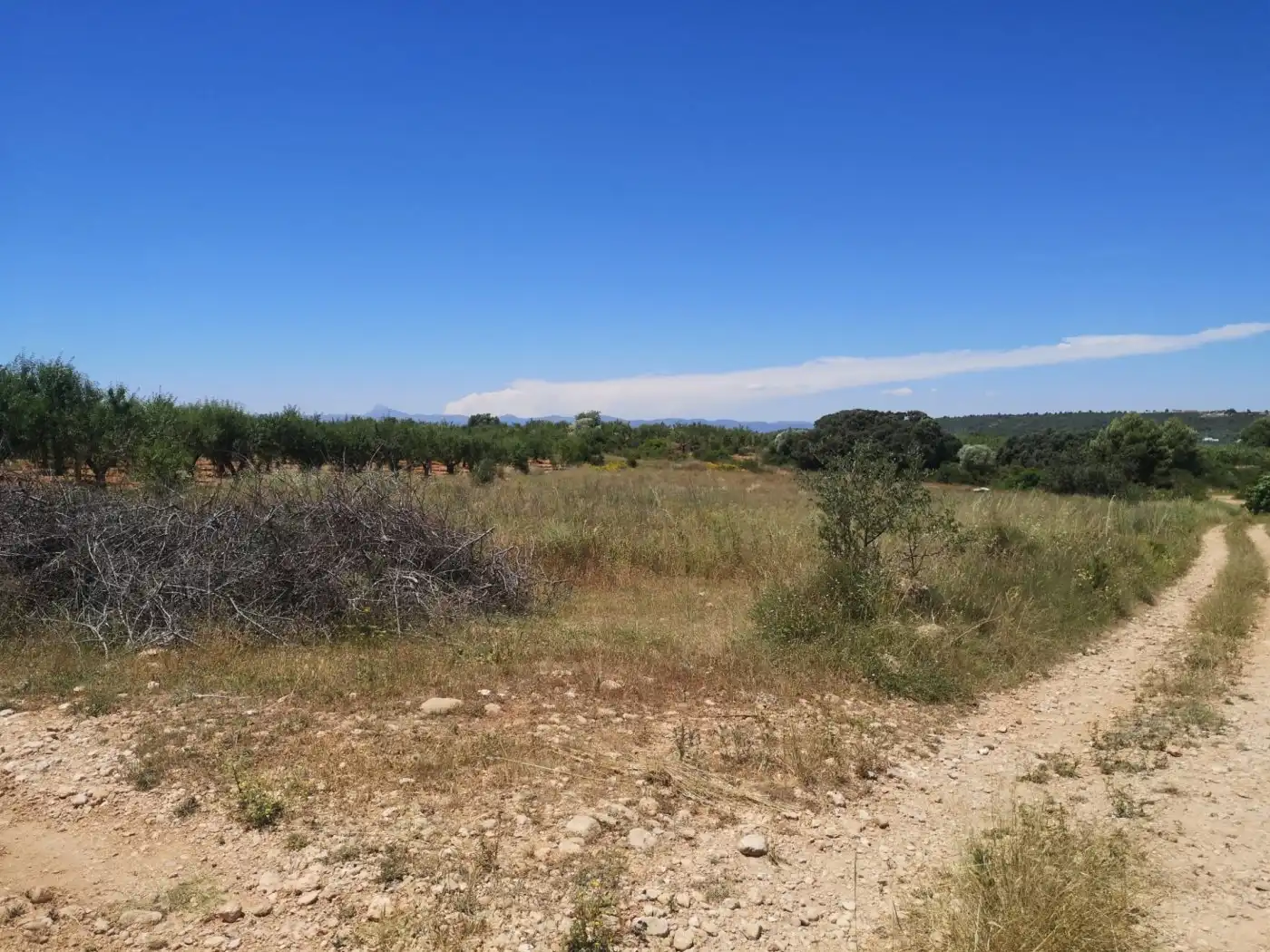 Terreny rústic en venda a Vall d'Alba