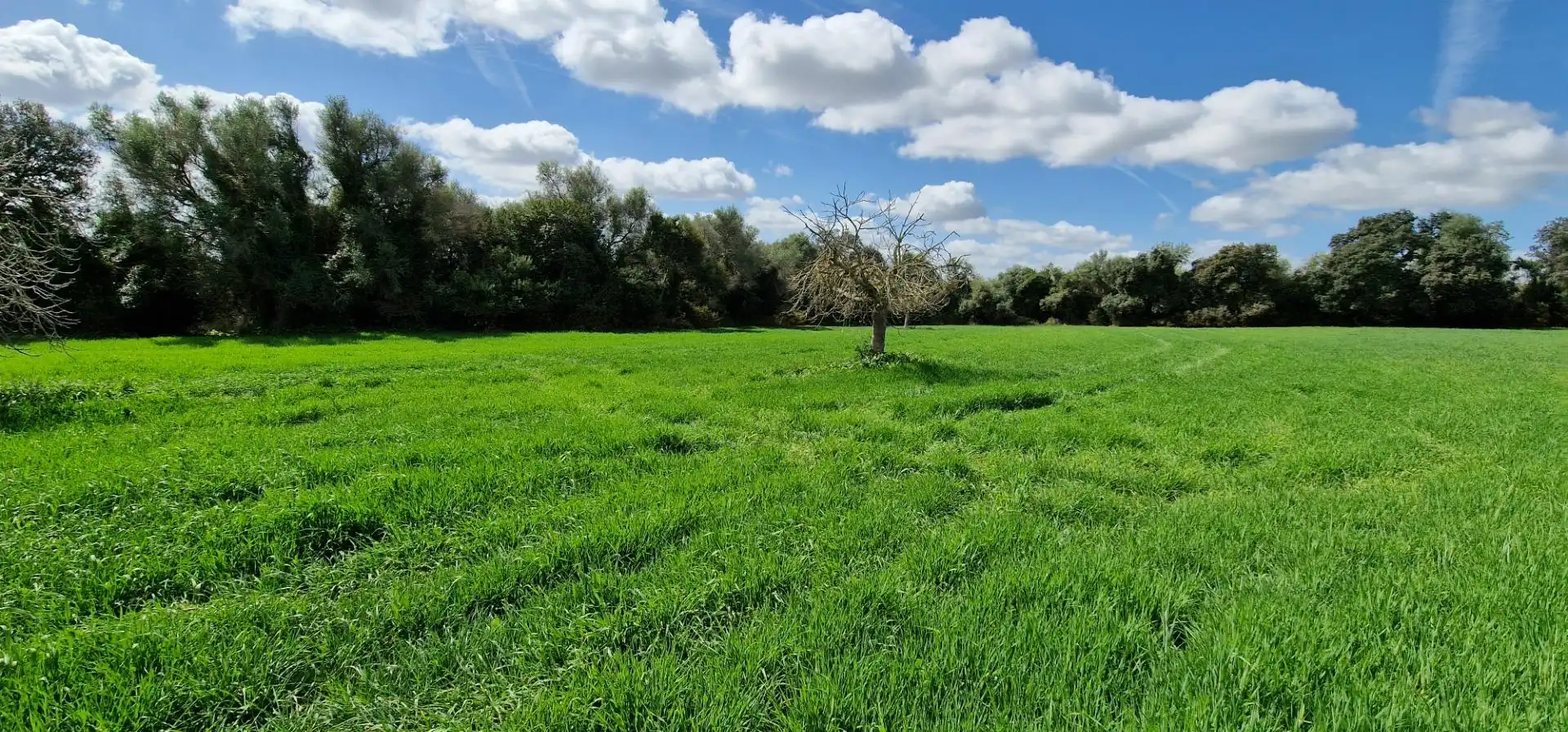 Country homes for sale in Manacor