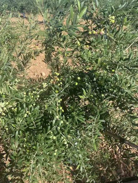 Terreno rustico in vendita a Calle García Pavón, imagen 9