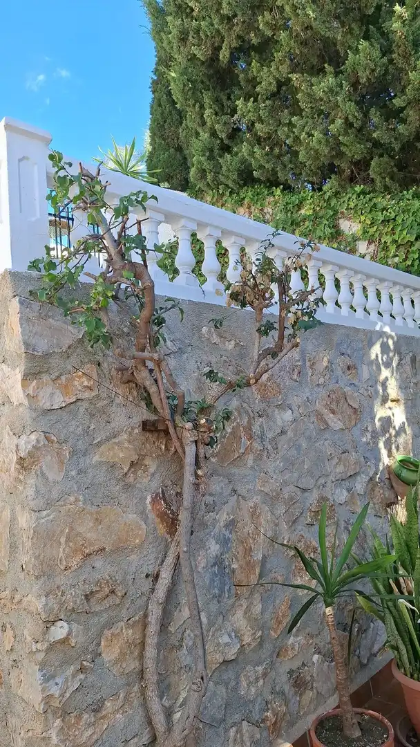 Haus mit Garten zum Verkauf in Monte los Almendros - El Pargo - Costa Aguilera, imagen 89