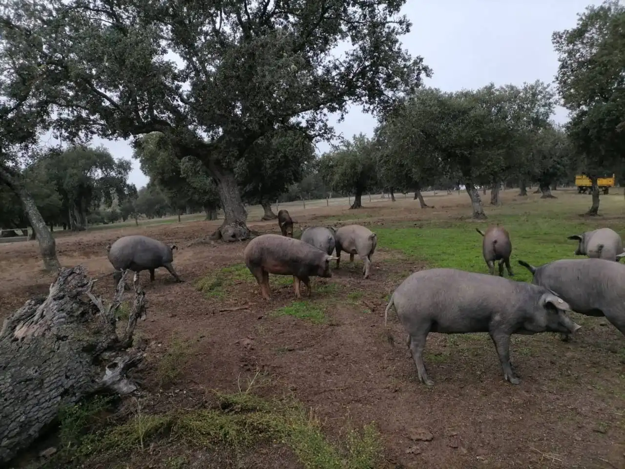 Terreno en venta en Poligono 1, La Alameda de Gardón