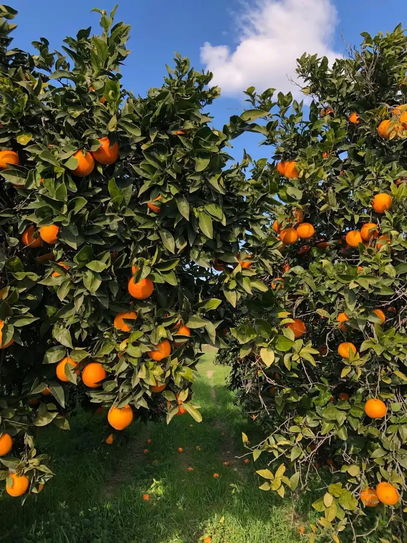 Jardí de Finca rústica en venda en Xerta amb Calefacció