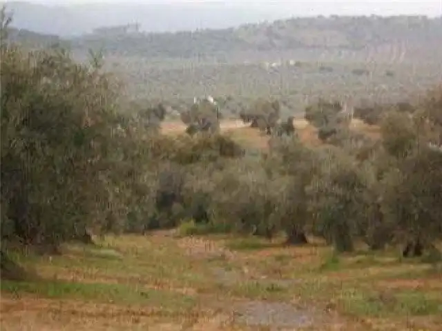 Terreni e lotti in vendita a Bailén, imagen 3