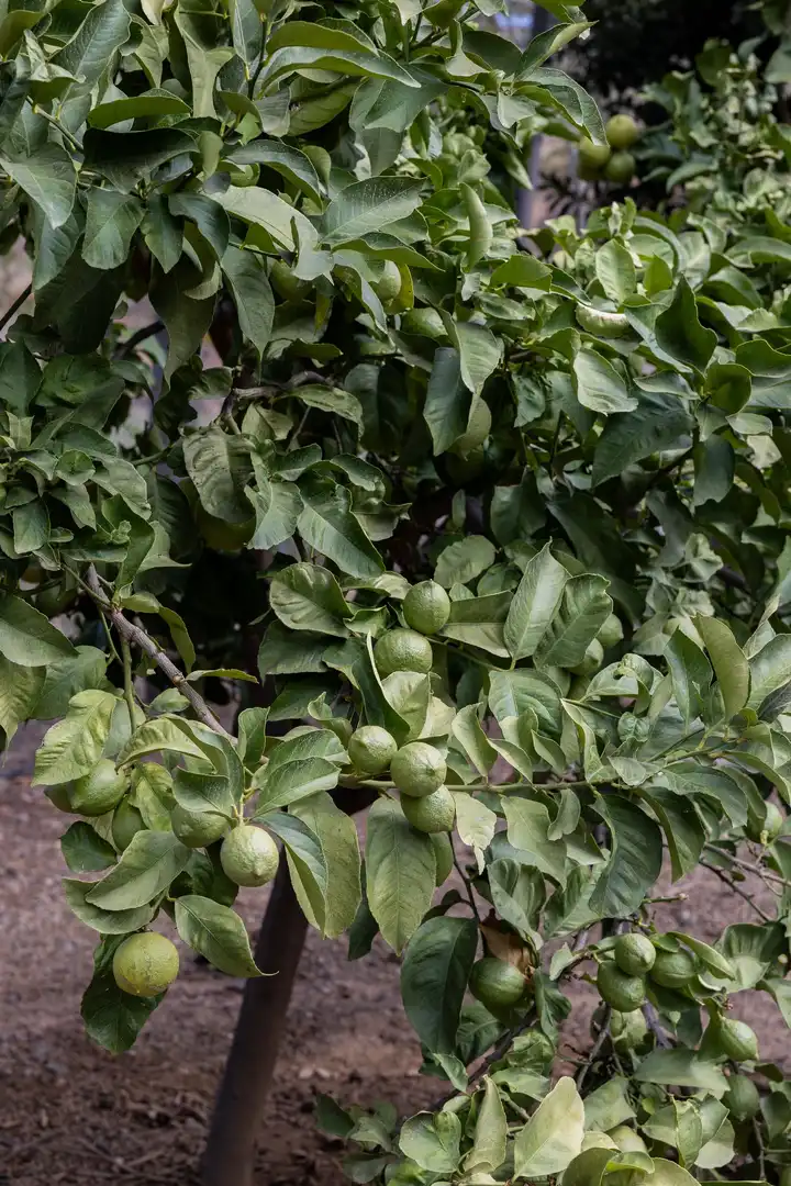 Jardí de Finca rústica en venda en Málaga amb Terrassa