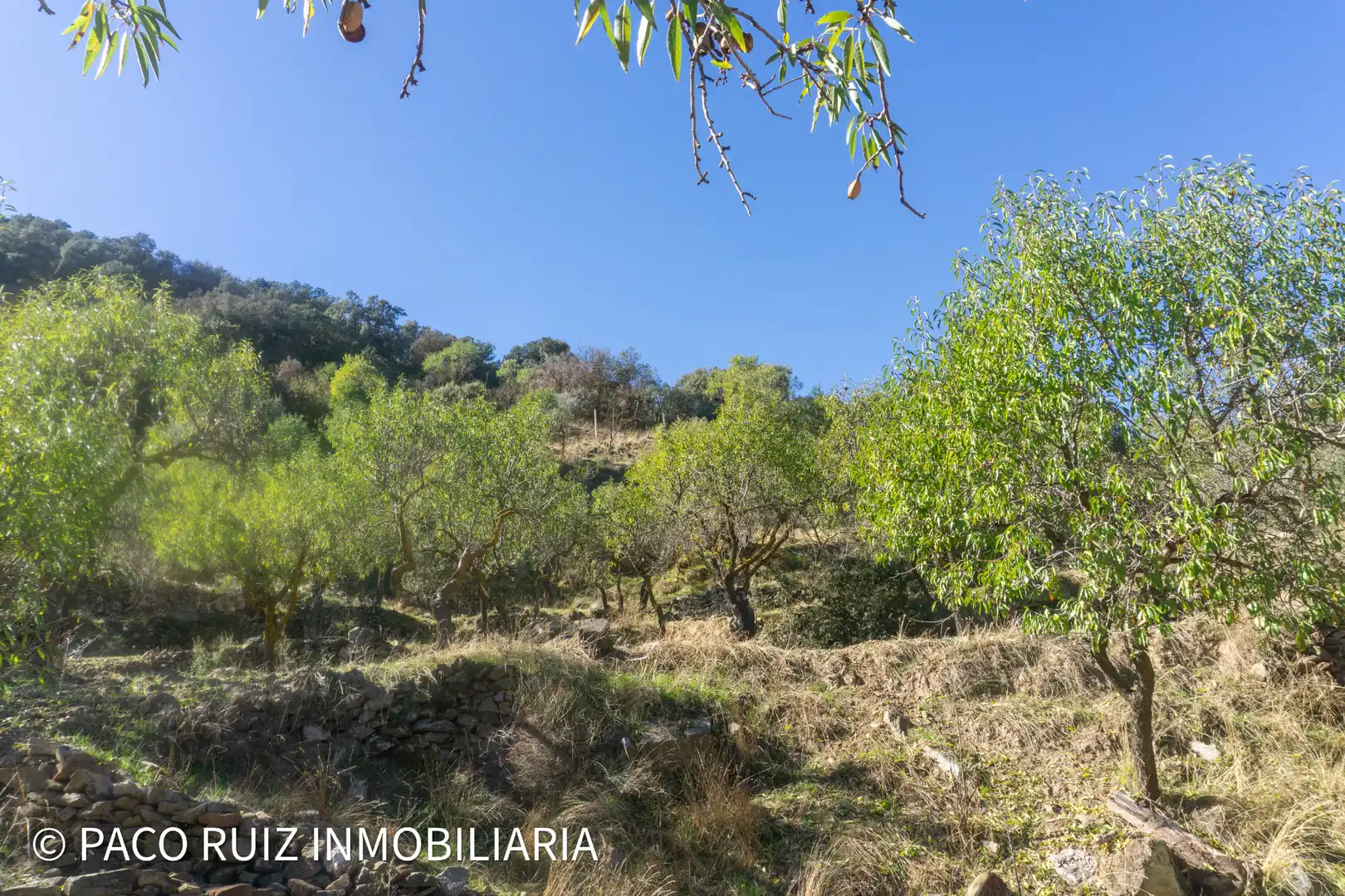 Finca rústica en venta en Purchena