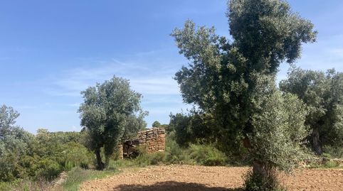 Finca rústica con maset en Calaceite, immagine 5