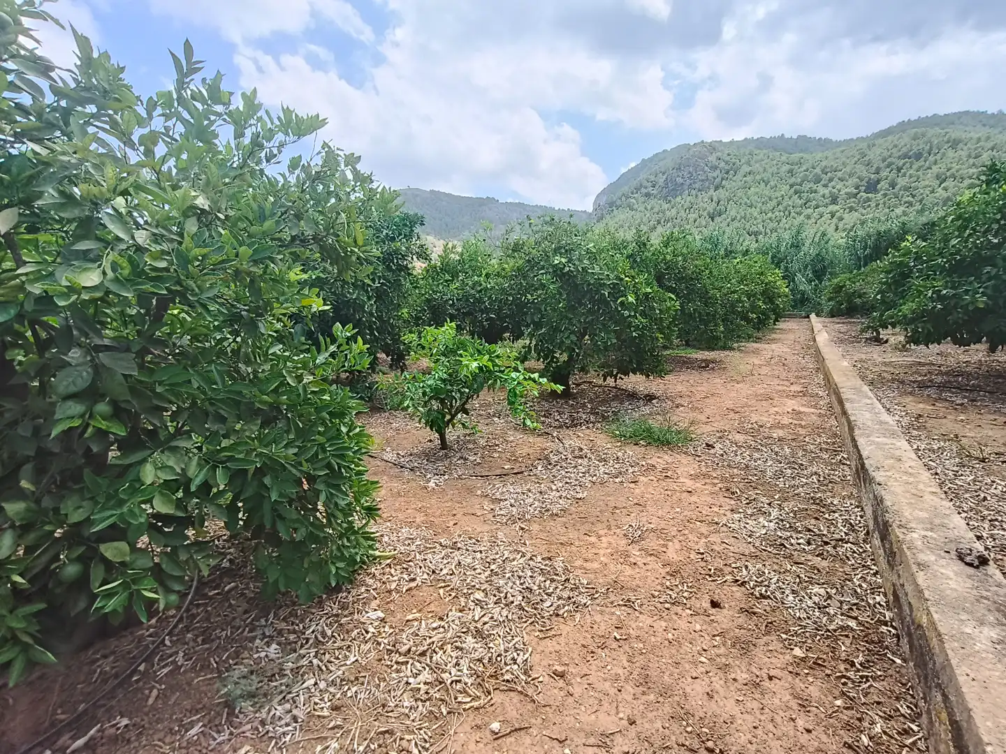 Rural land for sale in Partida Pla 42, imagen 20