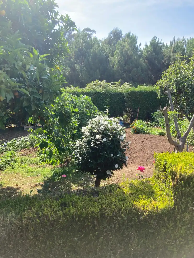 Jardí de Casa o xalet en venda en Dorneda