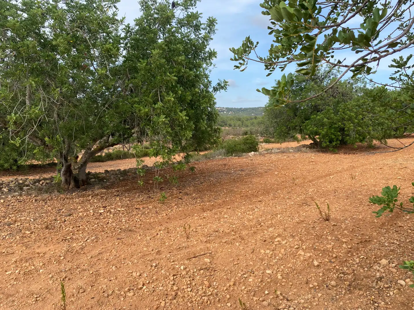 Terrain rustique à vendre à Carrer Camí de Montferri, imagen 17