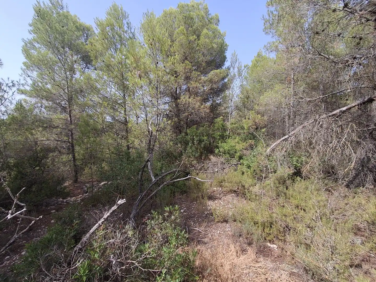 Rural land for sale in Gandesa, imagen 57