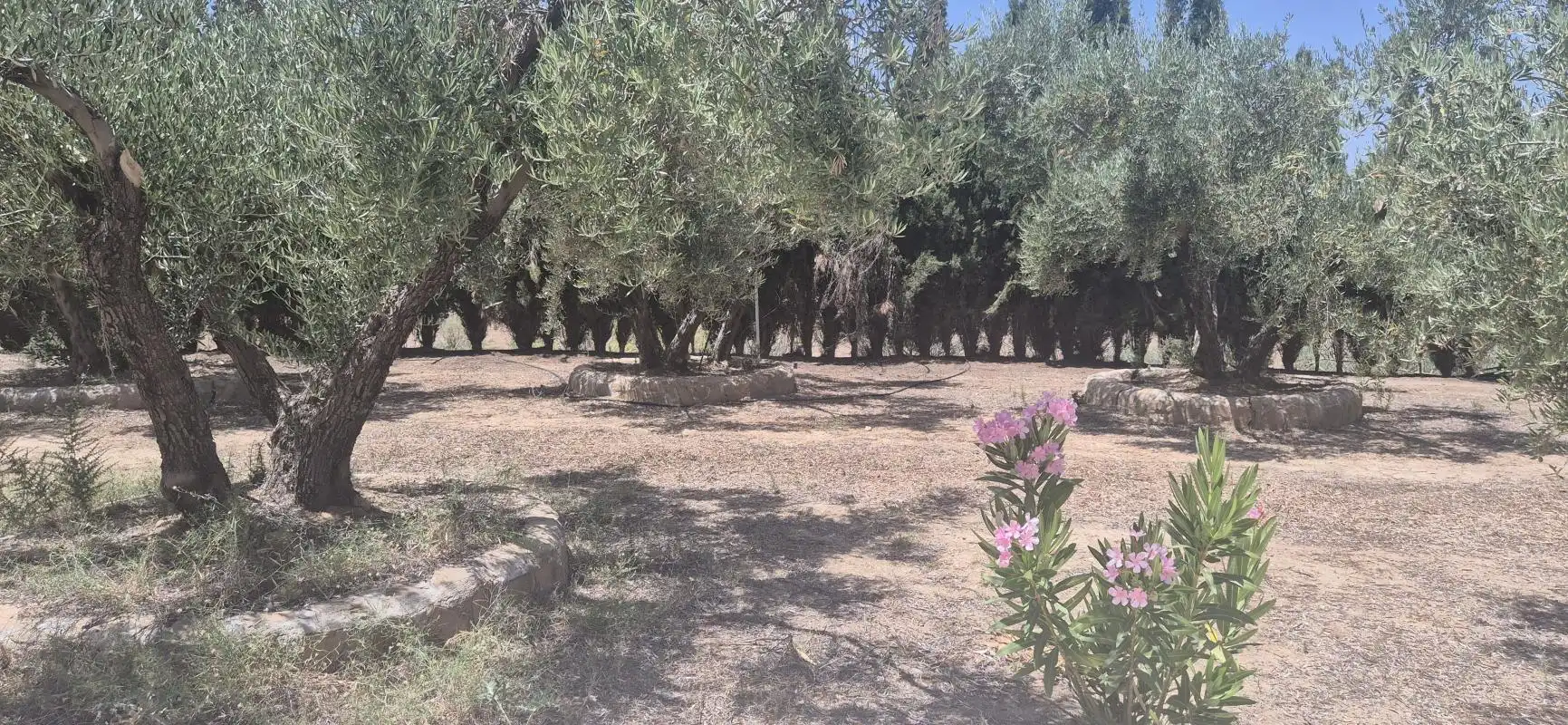 Finca rústica en venta en Cúllar con Calefacción, Jardín privado y Piscina