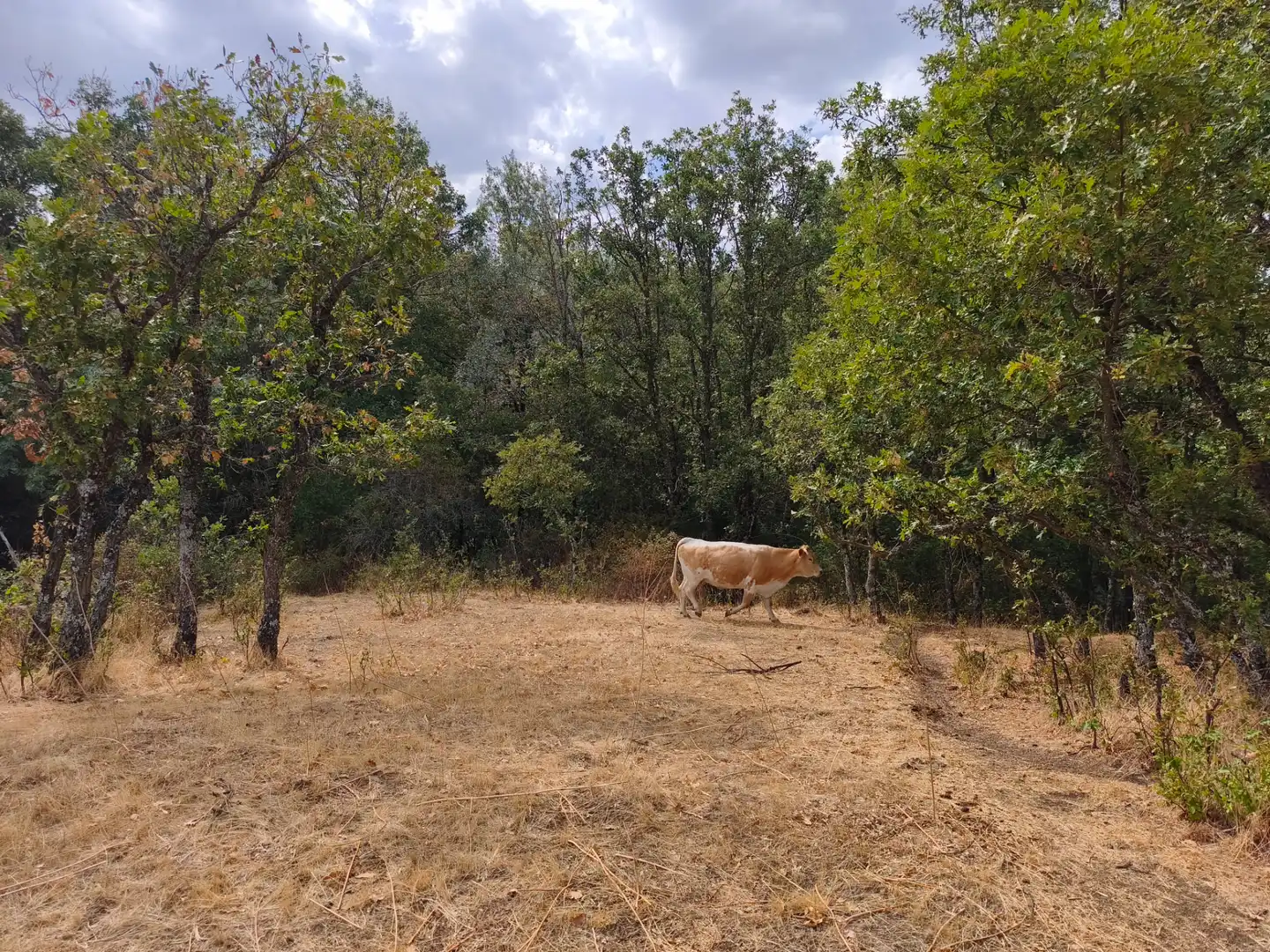 Terreno en venta en Piñuécar-Gandullas