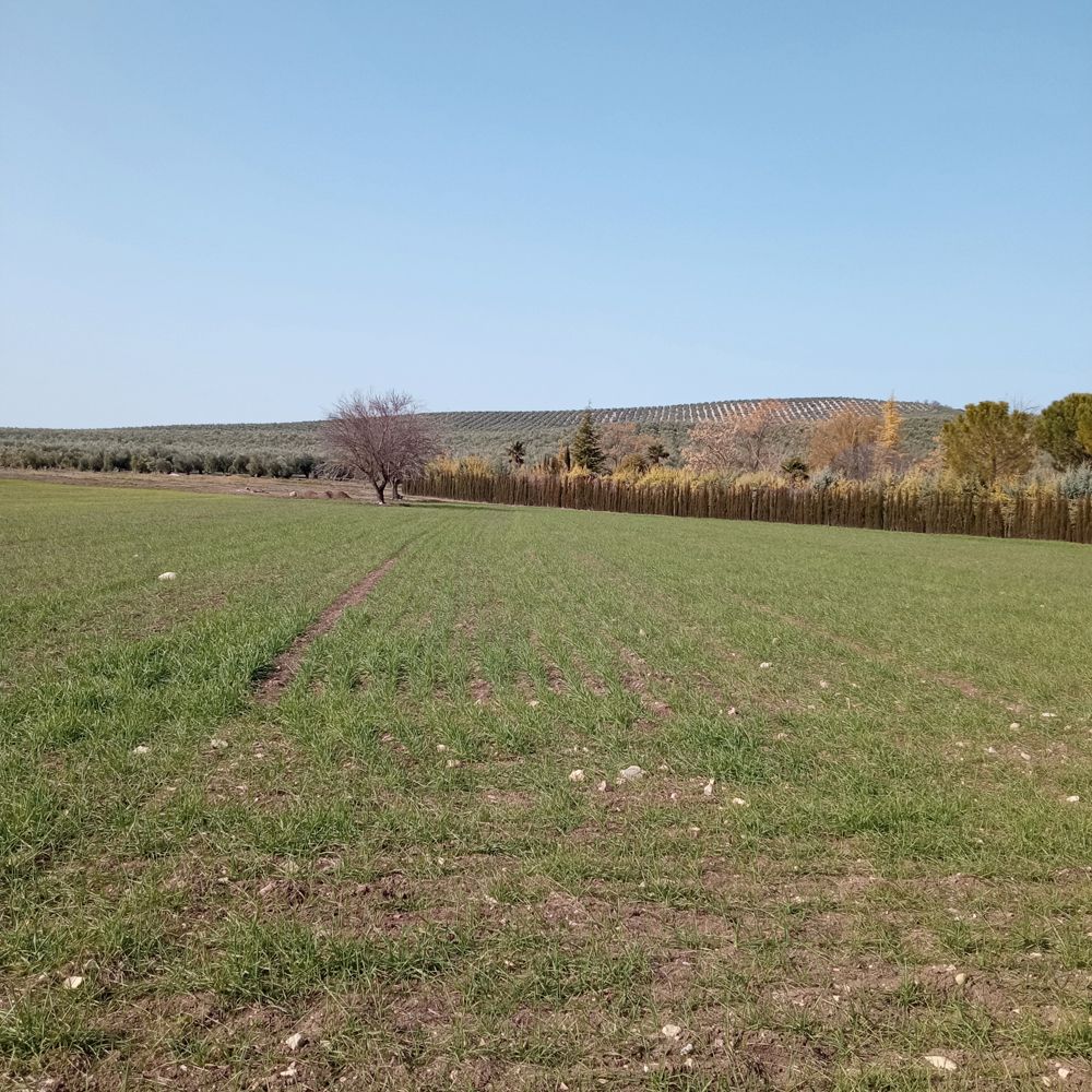 Land for sale in Biar