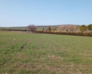 Grundstücke zum verkauf in Biar