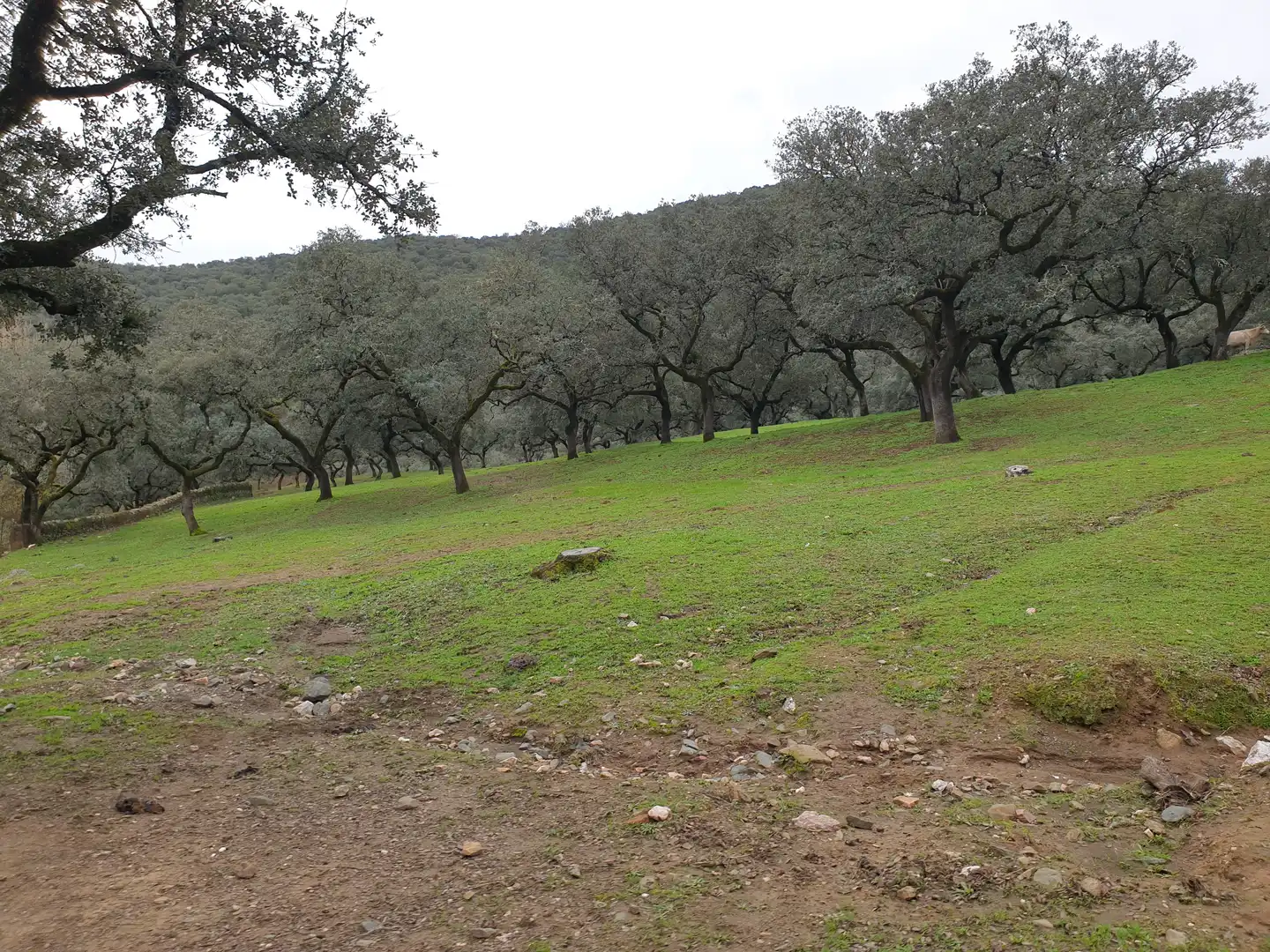 Terreno en venta en Sevilla