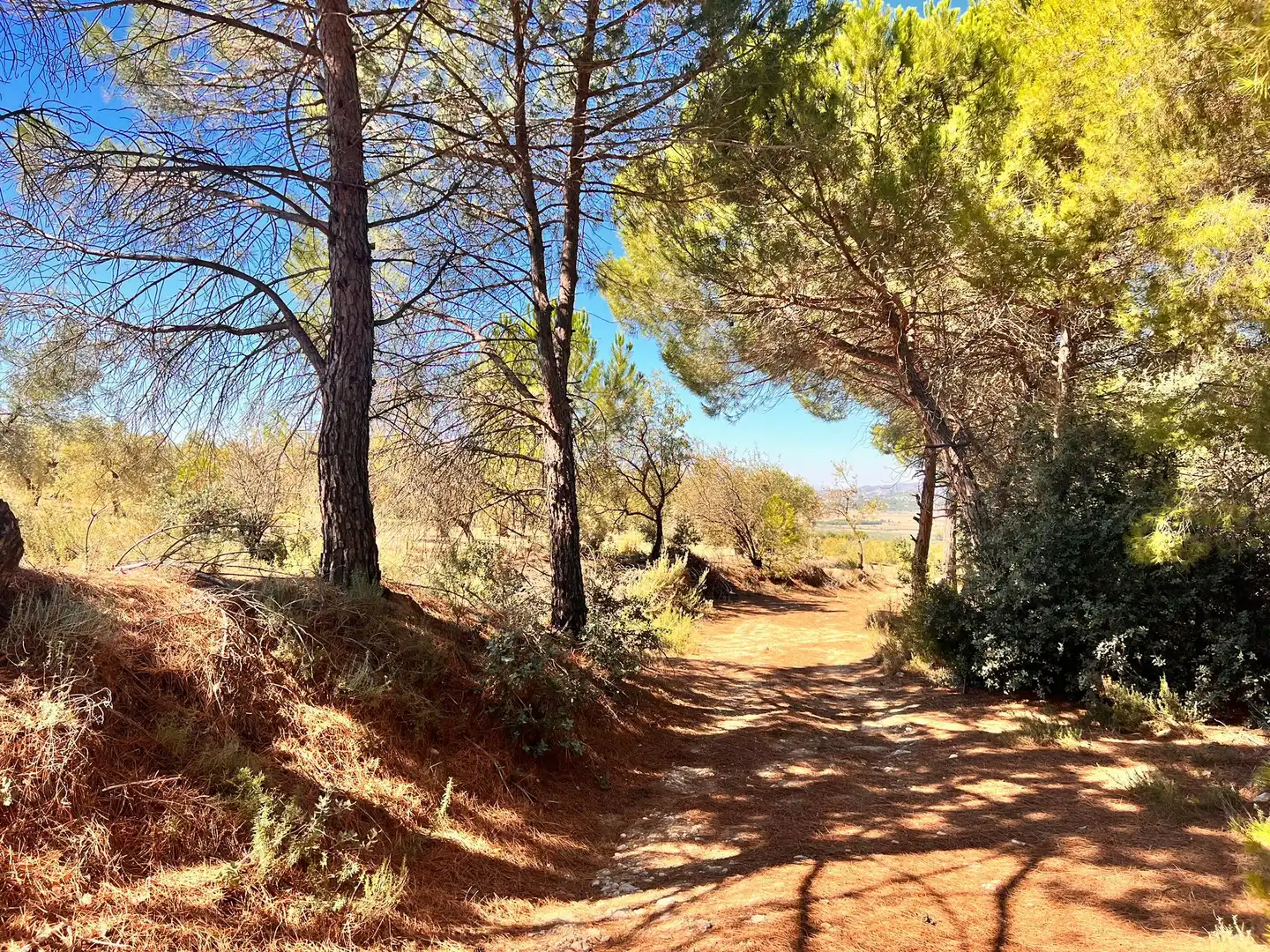 Terreny rústic en venda a Biar, imagen 19