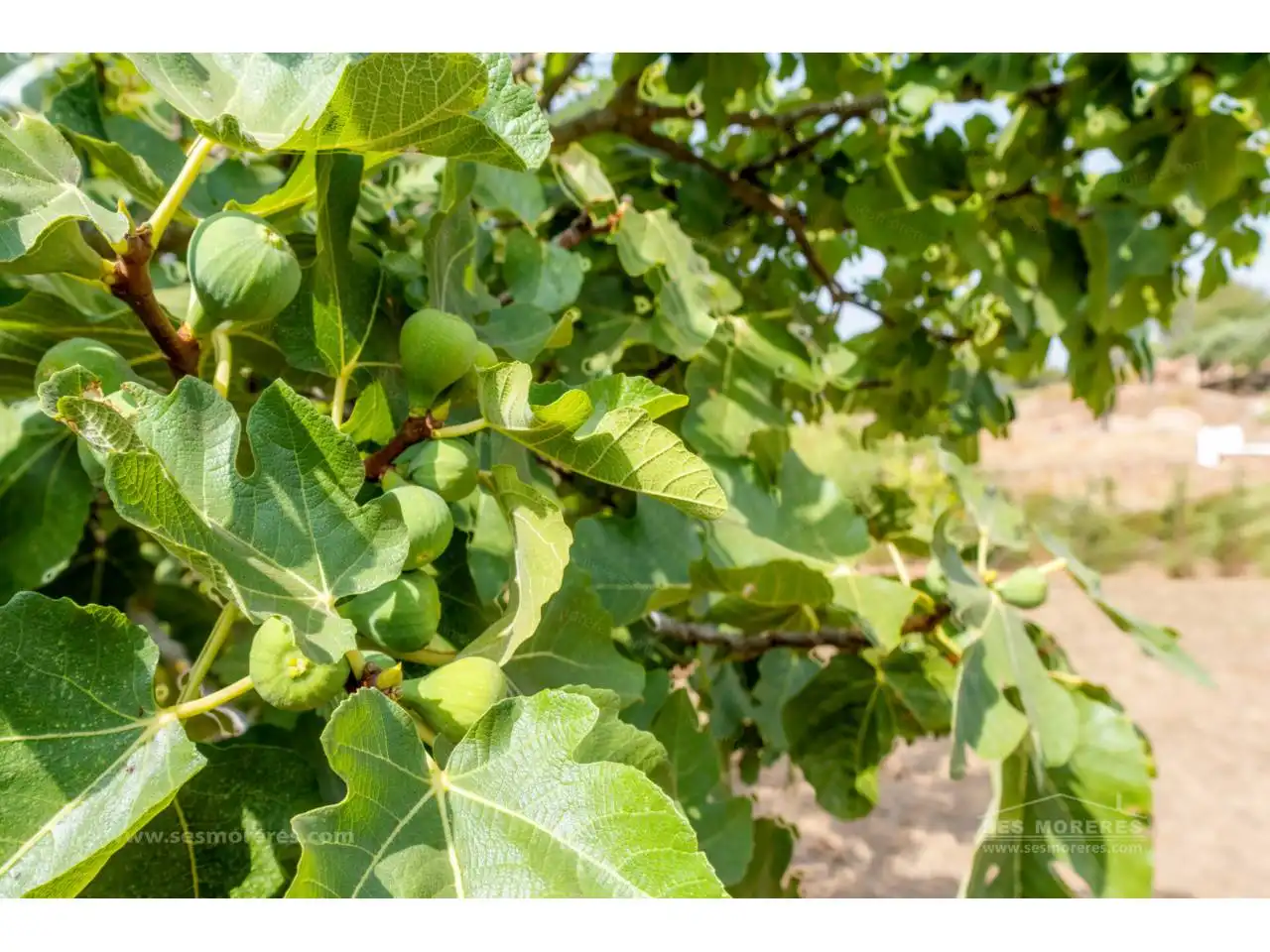Vista exterior de Finca rústica en venda en Es Migjorn Gran amb Jardí privat i Terrassa