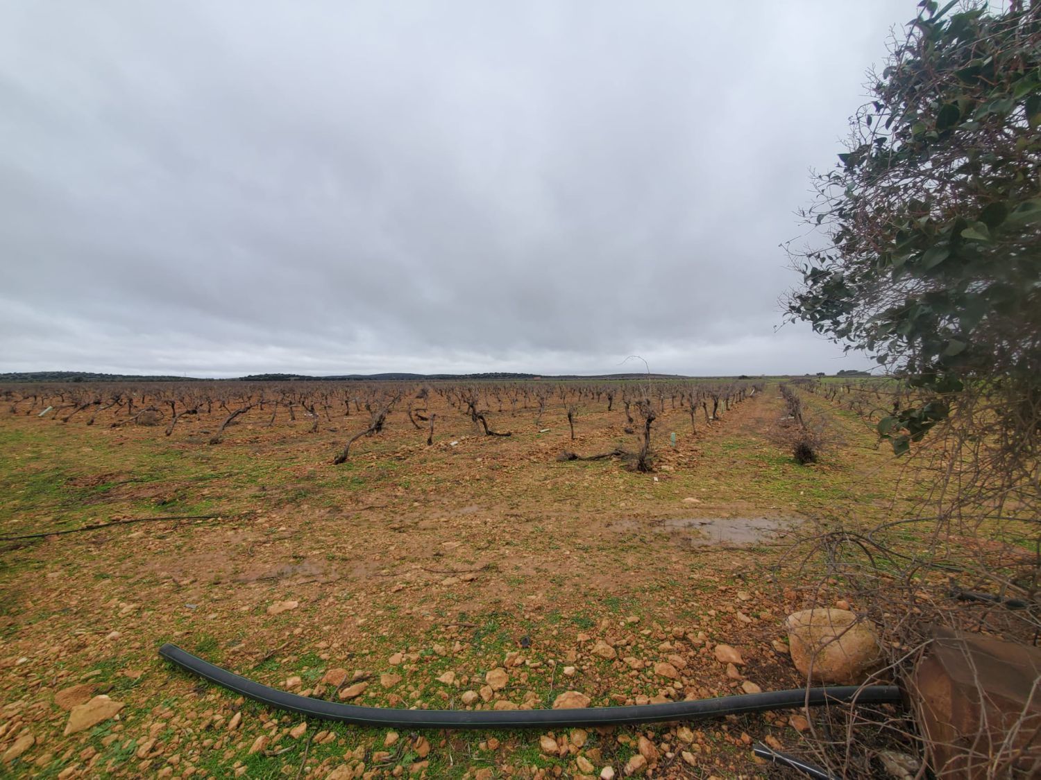 Finca rústica en venta en Torralba de Calatrava