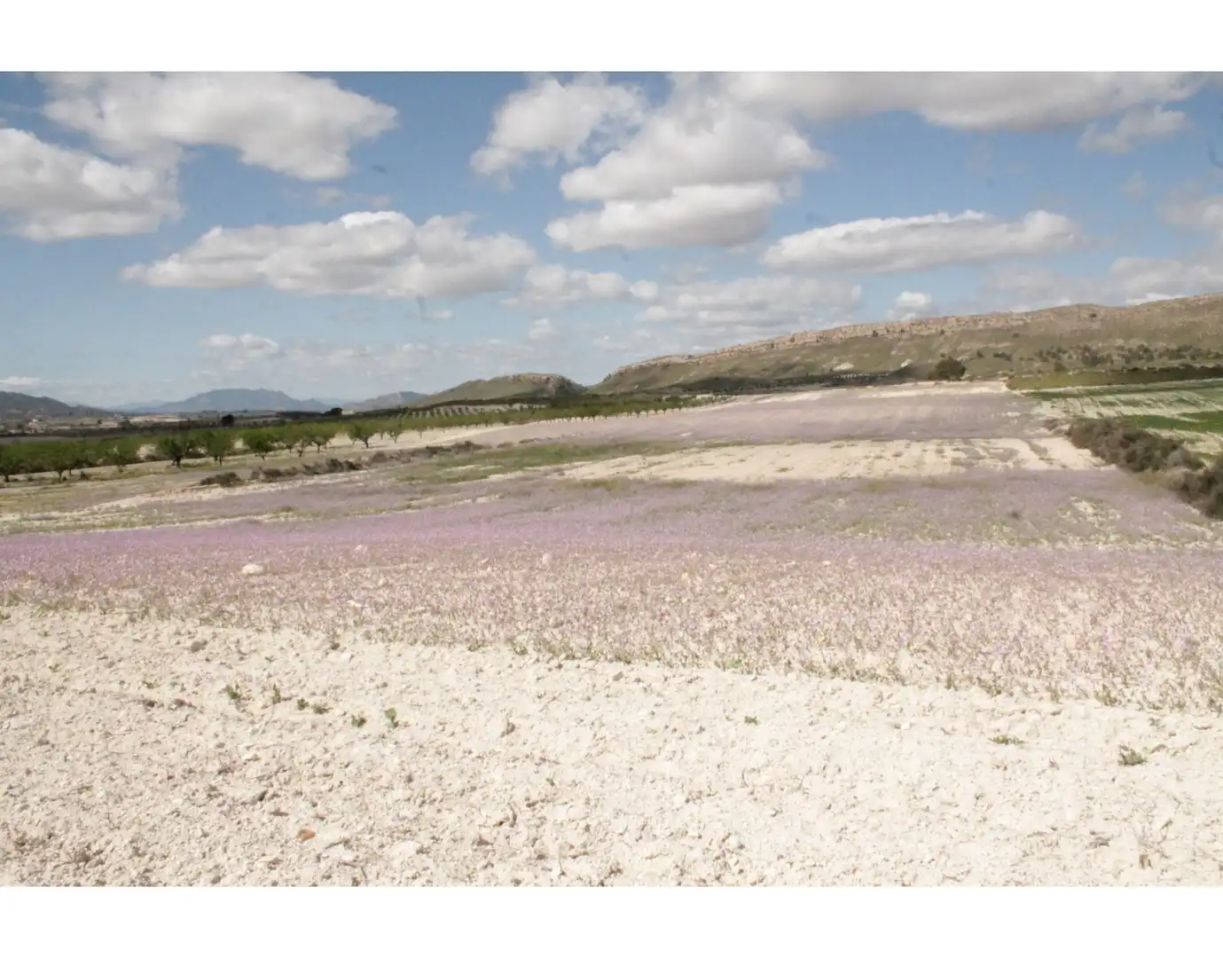 Country house for sale in Jumilla, imagen 22