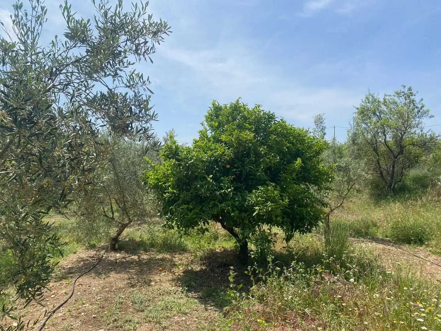 Finca rústica en venta en Enguera