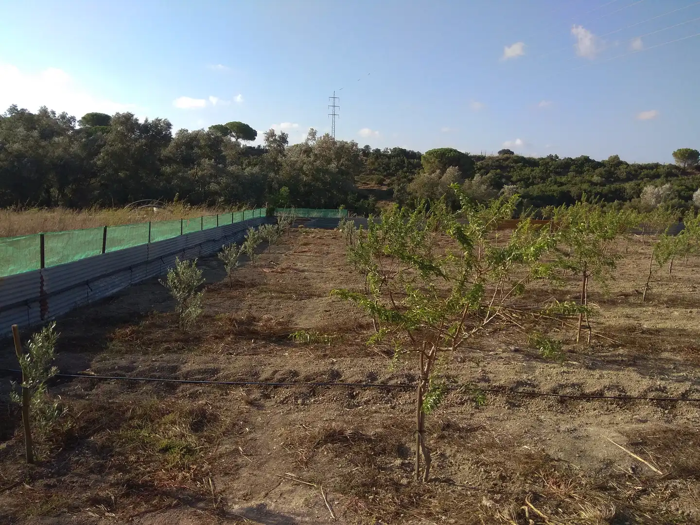 Rural land for sale in Conil, imagen 2