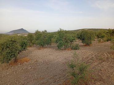 Residential land for sale in Carretera Carretera Pruna