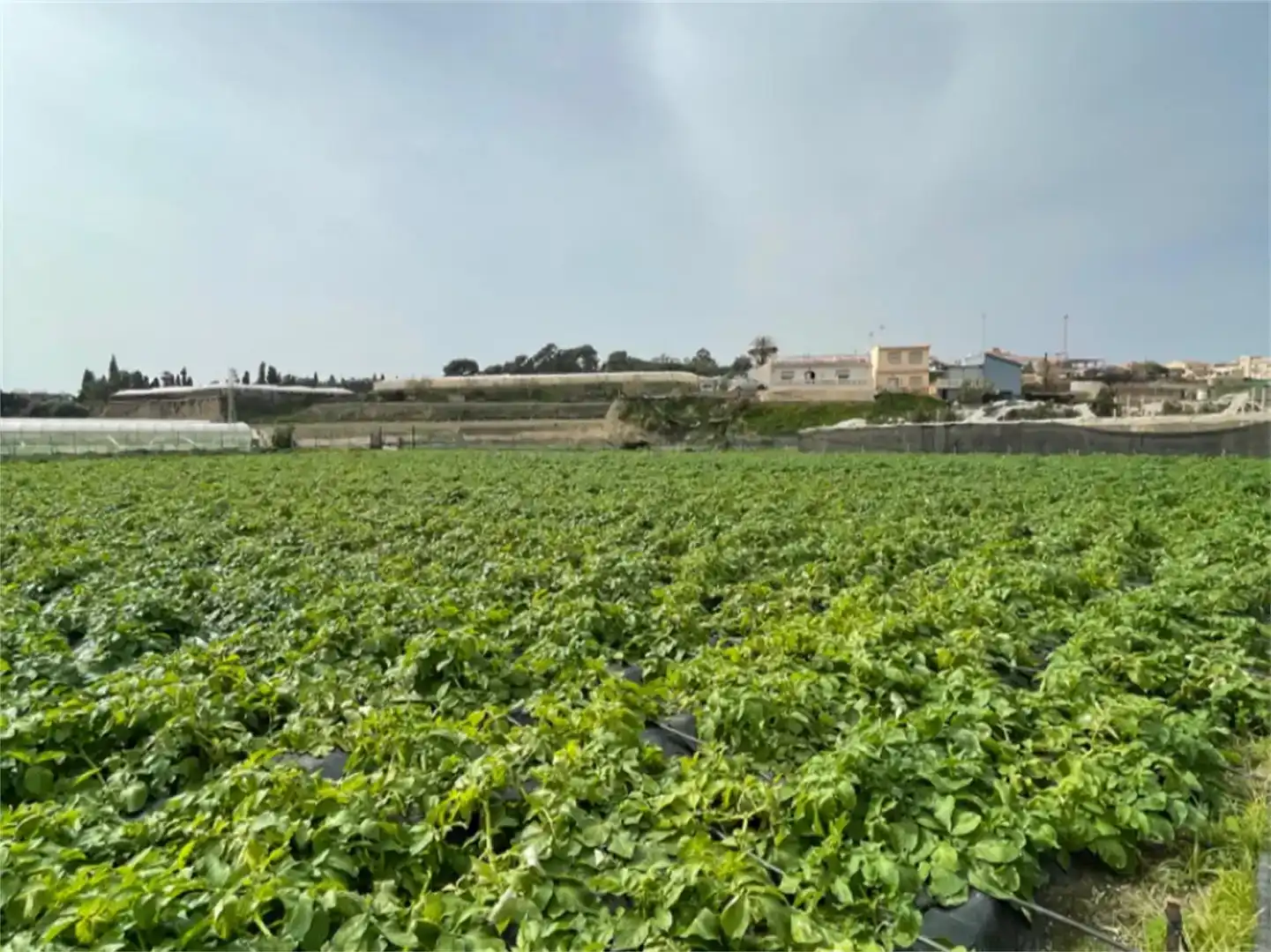 Finca rústica en venda en Algarrobo
