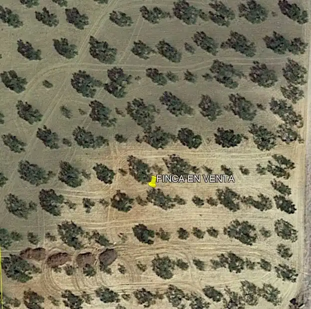 Rural land for sale in Albaida del Aljarafe, imagen 3