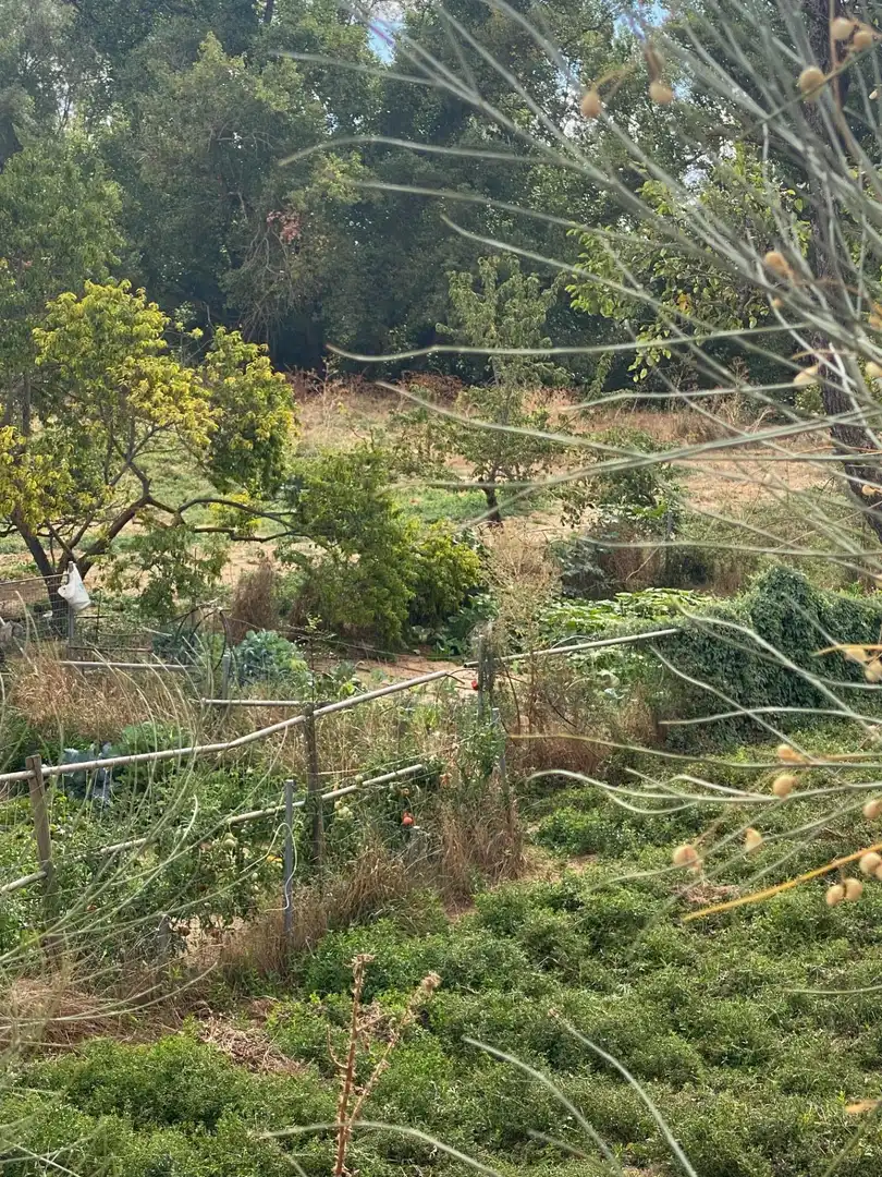 Jardí de Finca rústica en venda en Valoria la Buena amb Jardí privat i Piscina