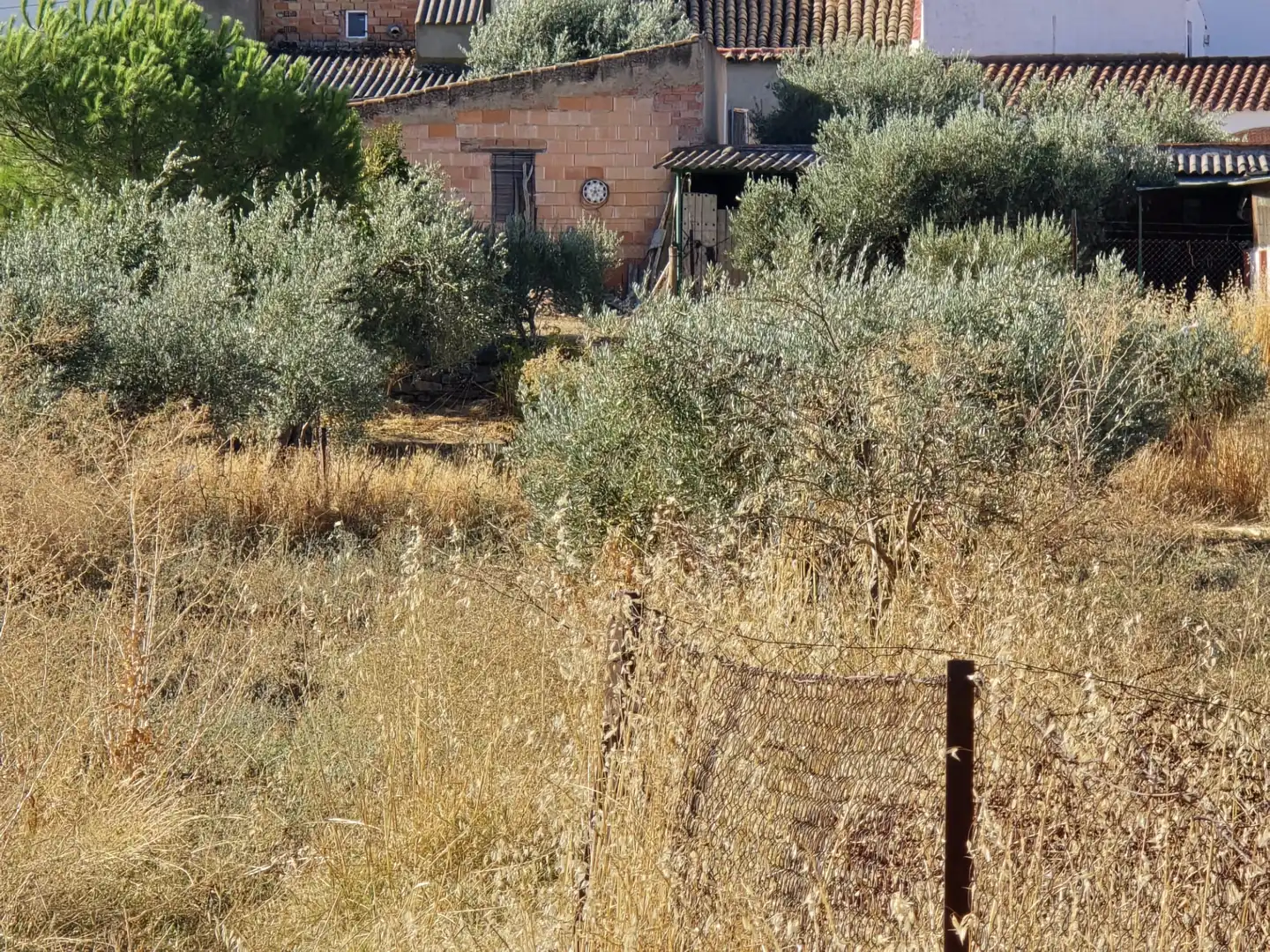 Terreno rustico in vendita a Calle Reyes Catolicos 71, imagen 5