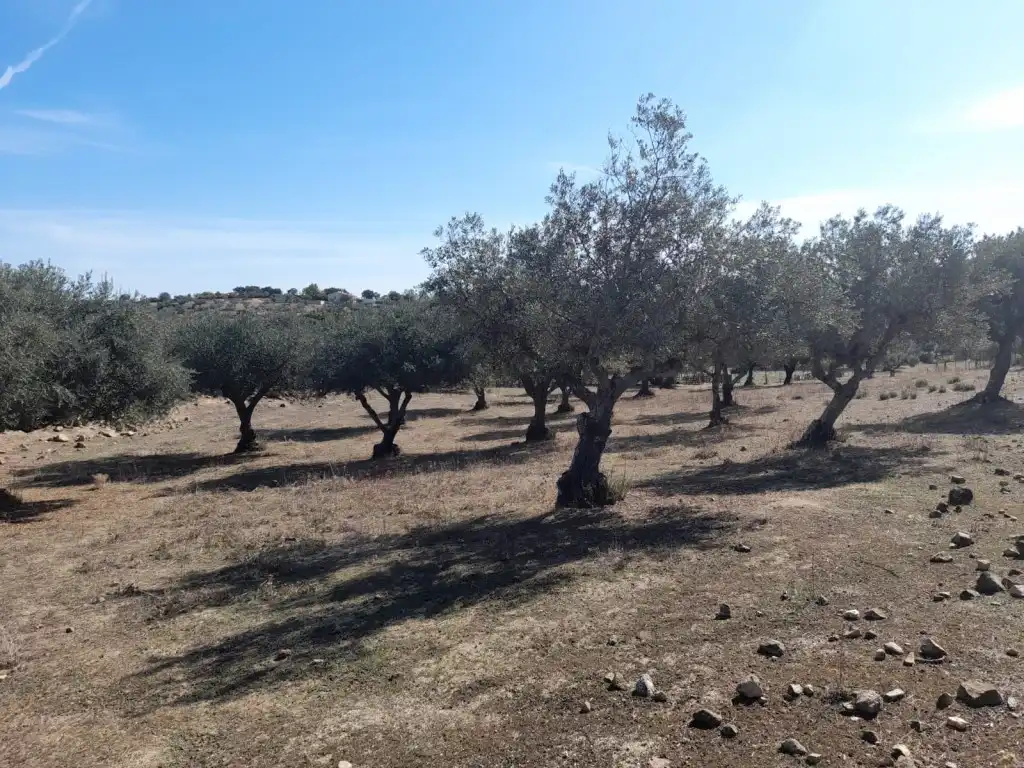 Casa o xalet en venda en San Vicente de Alcántara