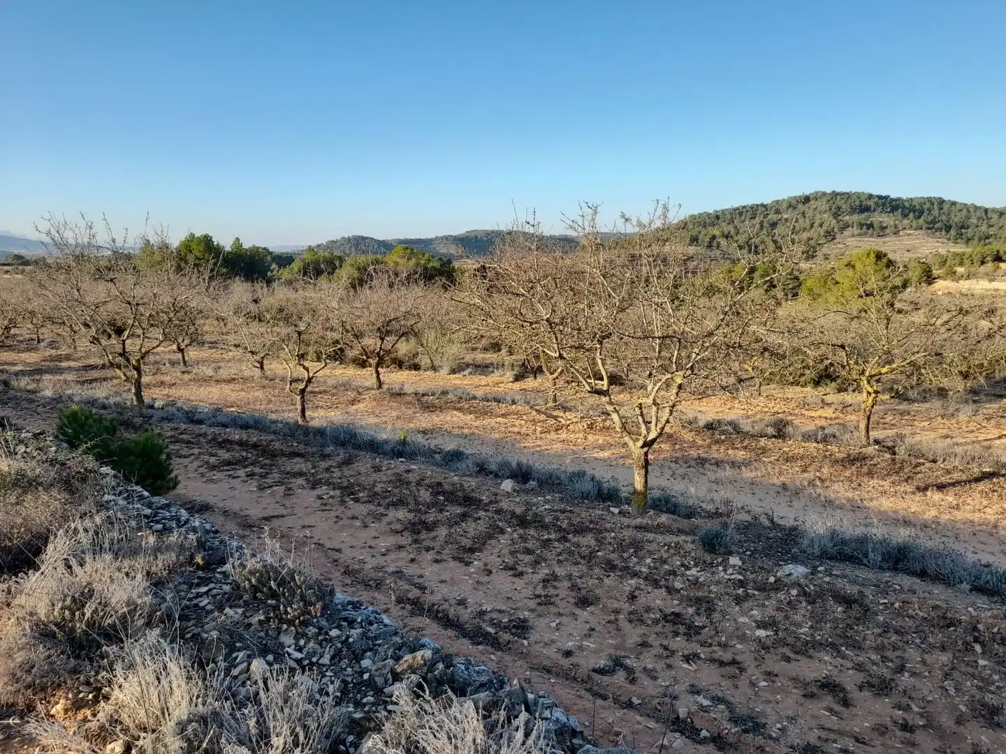 Terreno rústico en venta en Corbera d'Ebre, imagen 7