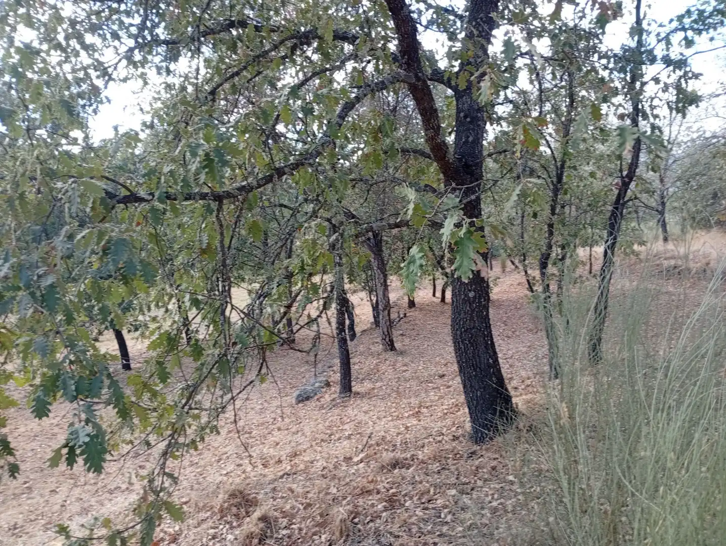 Terreni e lotti in vendita a Villanueva de la Vera, imagen 51