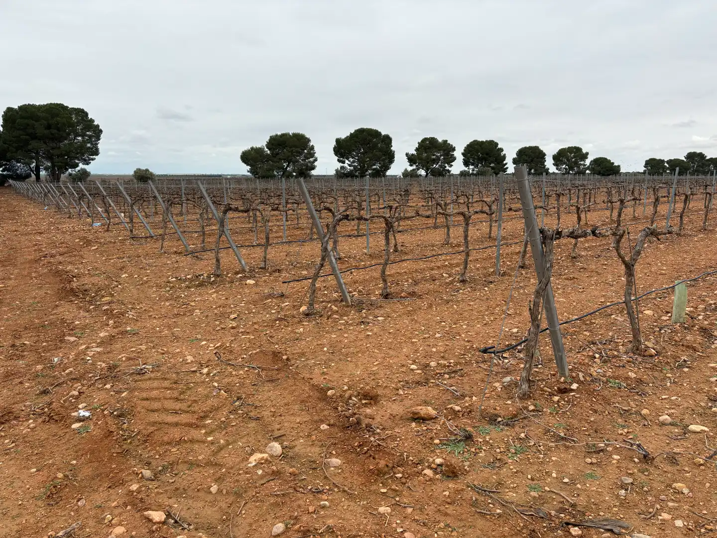 Terreno rústico en venta en Camino de Tomelloso a Villarrobledo 562