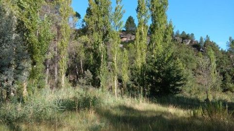 FINCA DE 5,6 HECTÁREAS CON OLIVOS, ALMENDROS Y AGUA DE POZO, immagine 4