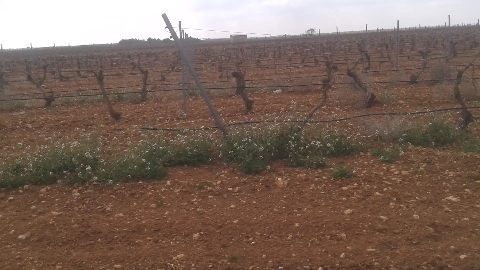 Terrenys i solars en venda a Las Mesas, imagen 3