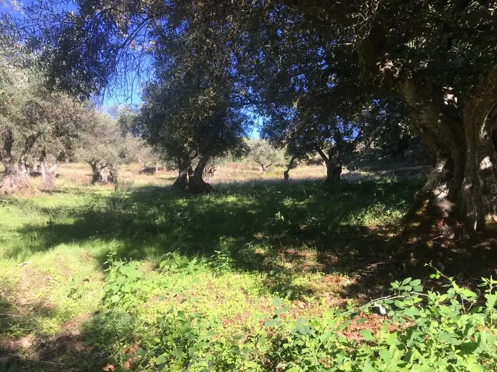 Terreni e lotti in vendita a Jarandilla de la Vera, imagen 13