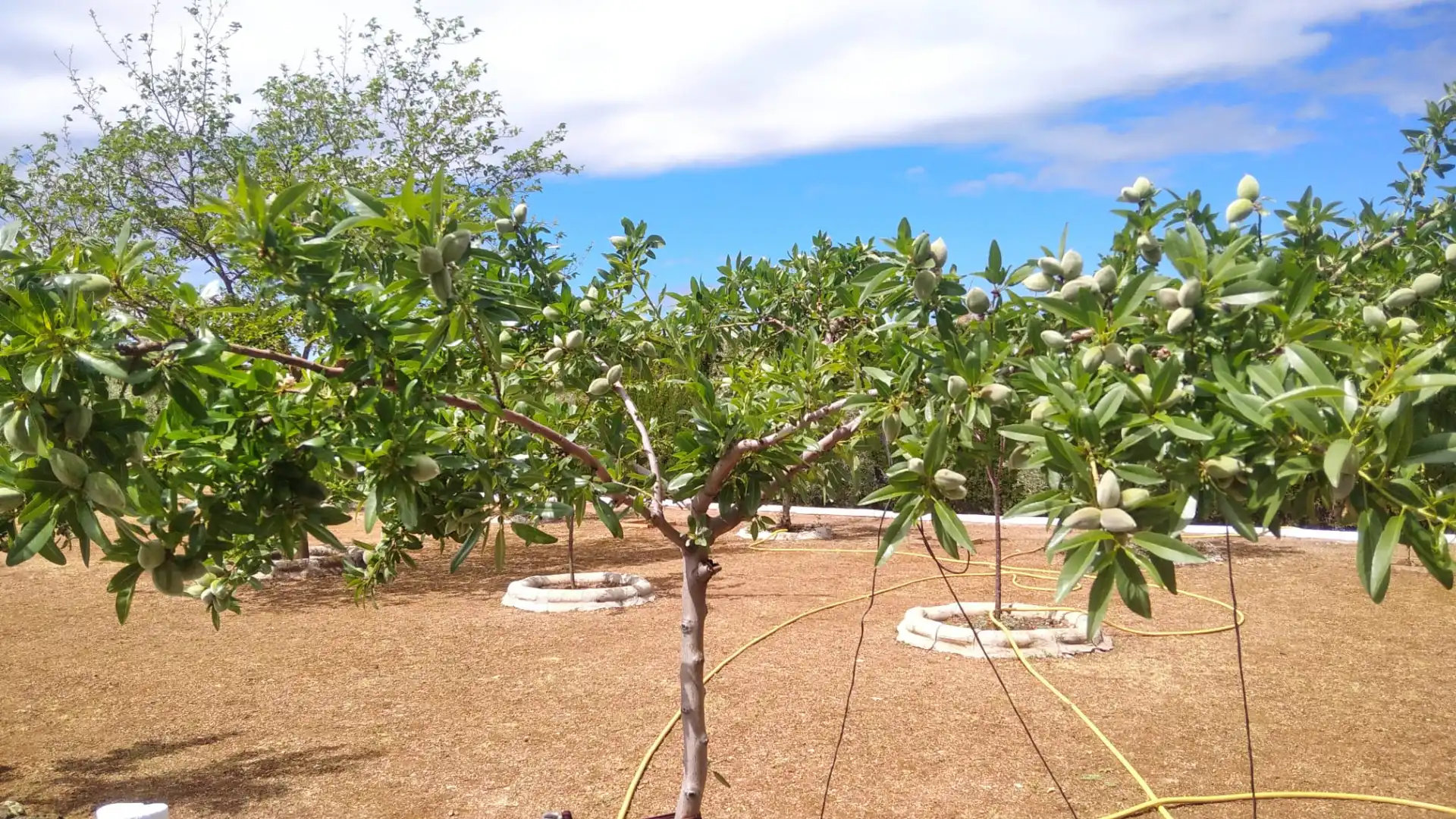 Jardí de Casa o xalet en venda en Ciudad Real amb Calefacció, Jardí privat i Traster