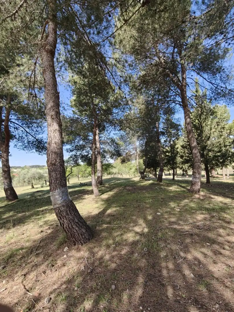 Chalet en venta en CERRO PALOS poligono 45 parcela 63, imagen 32