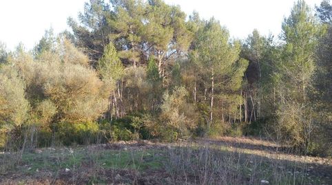 Foto 4 de Finca rústica en venta en Camino de Jafra a Olivella, Olivella, Barcelona