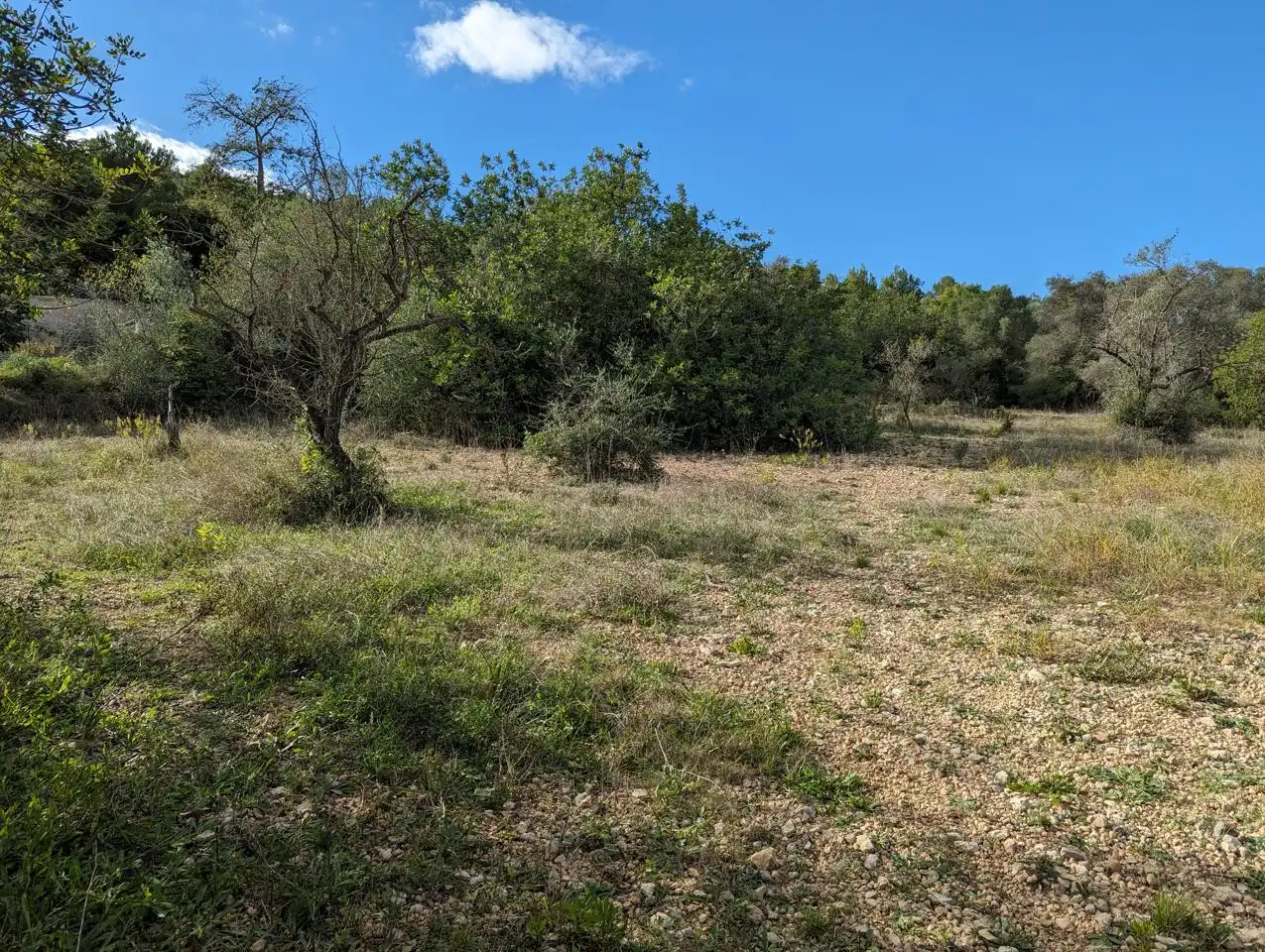 Finca rústica en venda en Ulldecona